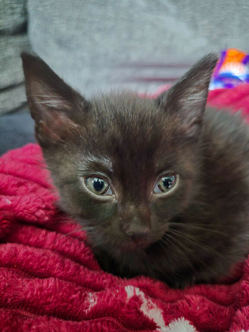 2 kittens for sale