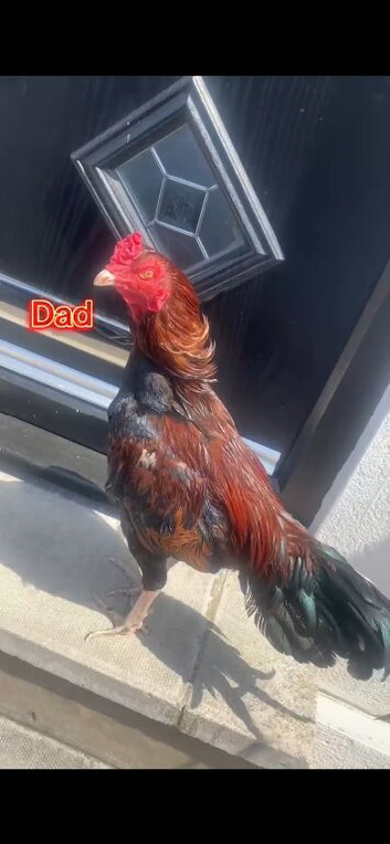 Pure asil cock for sale