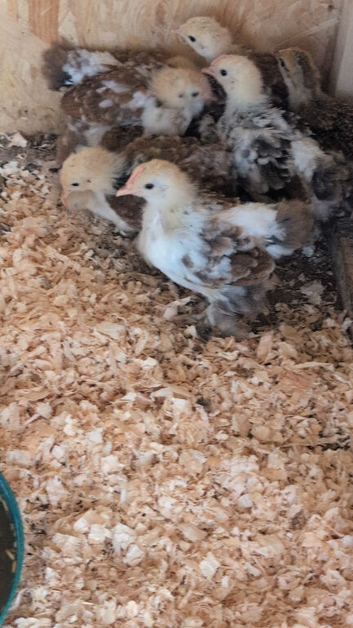 Milifleur Pekin bantam Chicks