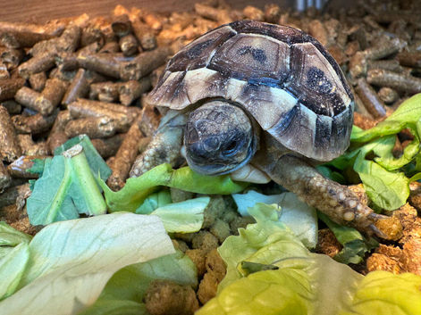 Garden Tortoises 2025 Captive Bred Two Left