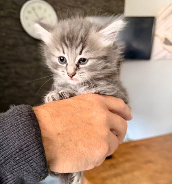 Female longhaired Ragdoll cross