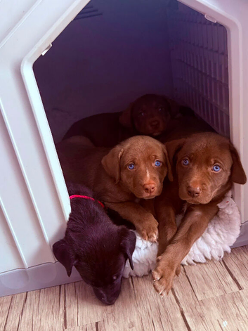 Siberian Shepsky x Weimaraner Puppies