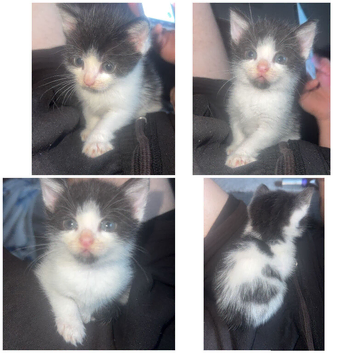Kitten