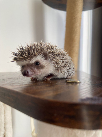African Pygmy Hedgehogs