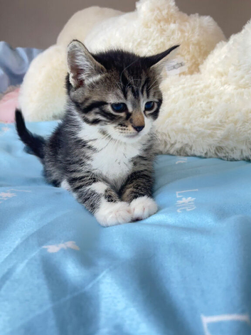 5 little kittens