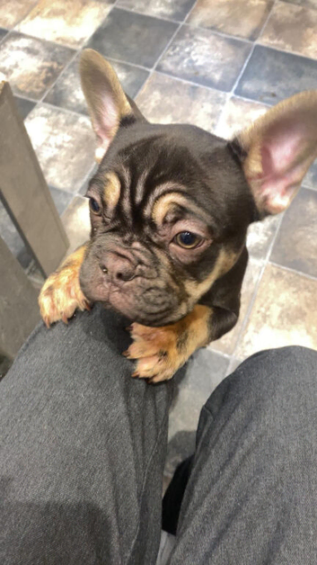 Gorgeous Choc Tan French Bulldog **REDUCED**