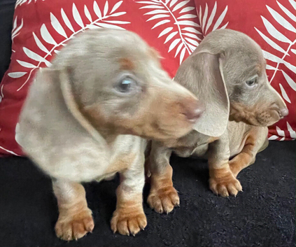 Lilac and cream dapple miniature dachshund
