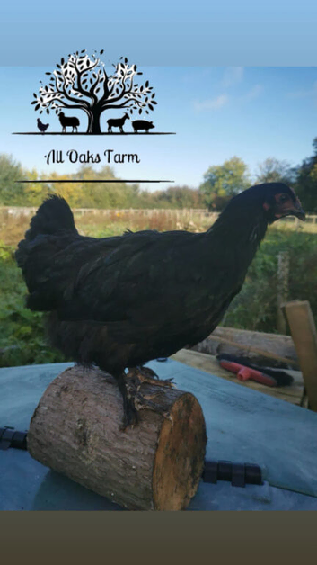 French Black Copper marans for sale