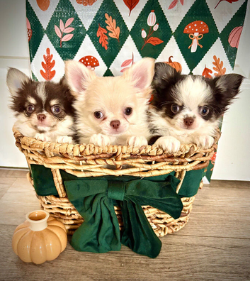 Chihuahua boys (Ready now)
