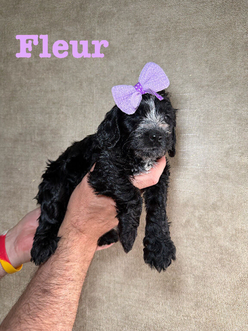 X6 cockapoo F1B puppies