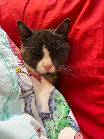 Female cat