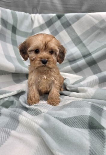 Cockapoo puppies