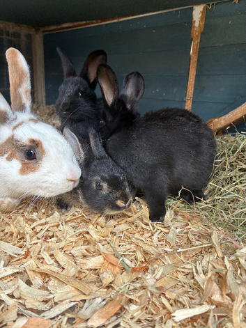 Baby bunnies