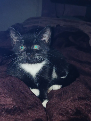 Last 8week kitten