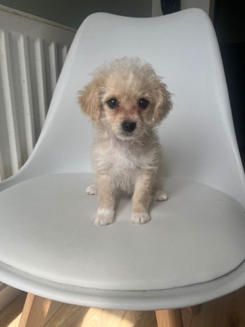 Cocker spaniel cockerpoo cross cavapoochon