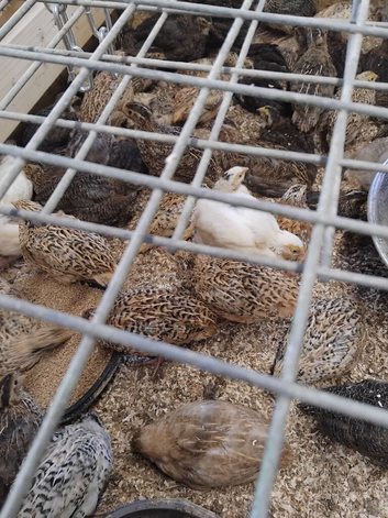 Quails for sale off heat