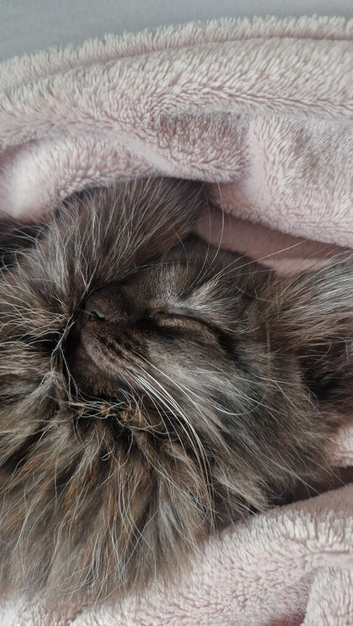 3 maine coon girls looking for forever homes