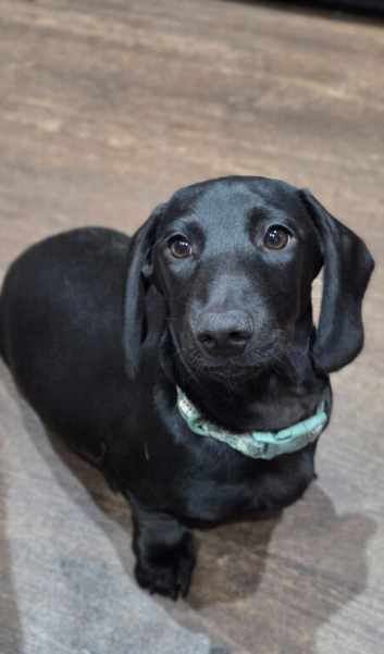 Solid black miniature dachshund