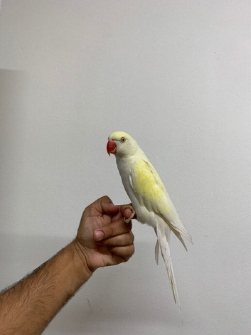 Tame ring neck
