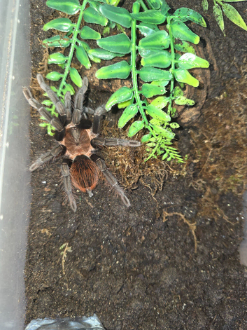 Tarantula Collection