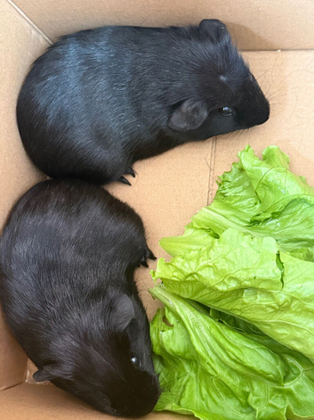 Male and female guinea pigs