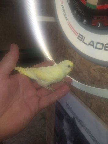 Budgies for sale
