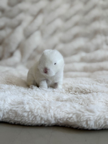 Mini lops available