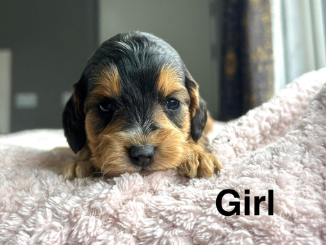 Cockapoo puppies ready to leave us from 10th July