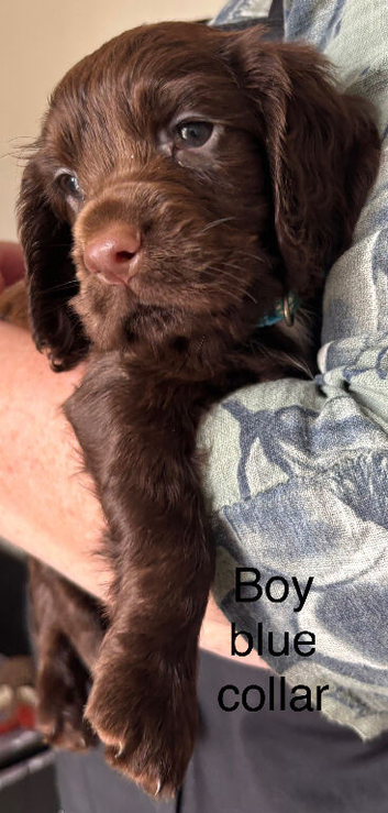 Cocker Spaniel Puppies