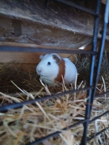 Guinea pig