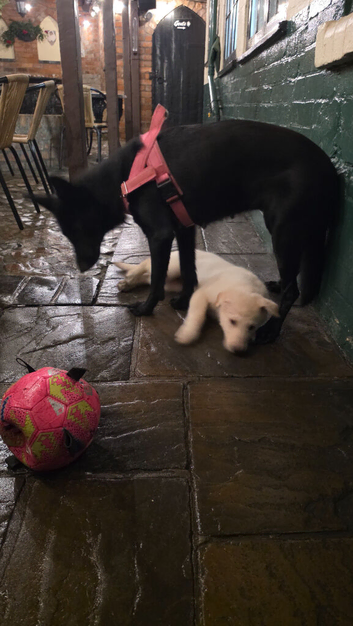 3 German Shepherd Girls Looking for Their Forever Homes