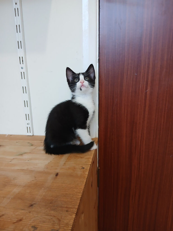 Kittens