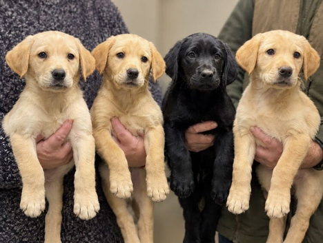 Beautiful Yellow Labrador Retriever Puppies - Working Lines