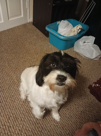 Small dog for sale