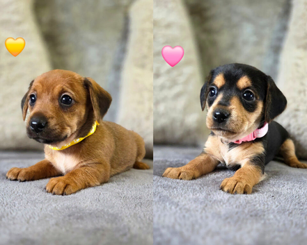 Last 2 Stunning Dorkie Puppies