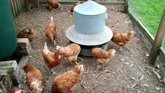 Rescue Ex Commercial Laying Hens Chickens
