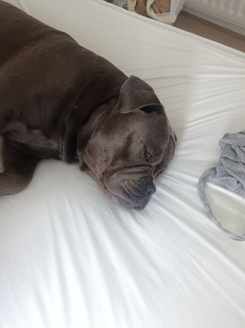 I have a 3 year old dog brilliant friendly guy
