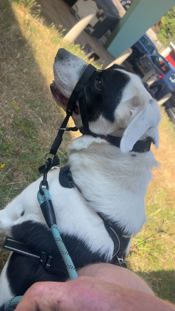 3 year old Labrador/collie mix