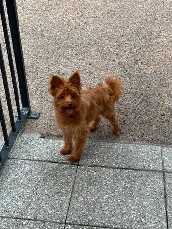 Yorkie poo