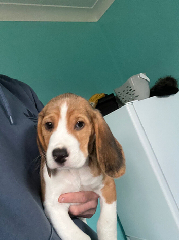 Buddy the beagle