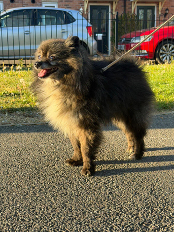 Beautiful Pomeranian Rex
