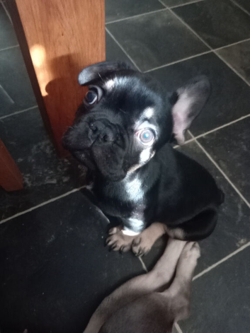 15 week old French bulldog(last of litter)