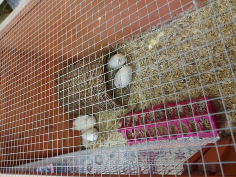 White button quails