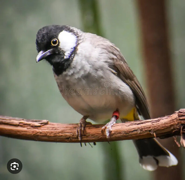 Looking for Bulbul bird (Iraqi BulBul