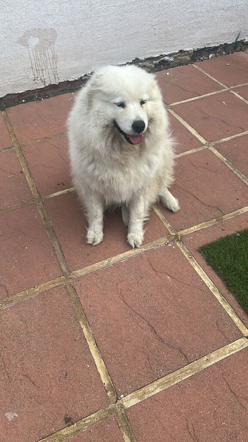 Beautiful female Samoyed for sale