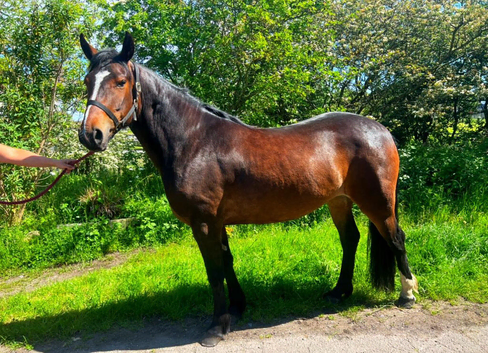 14.3 3 YO MARE