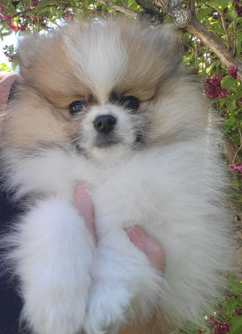 Pedigree Pomeranian puppies for sale