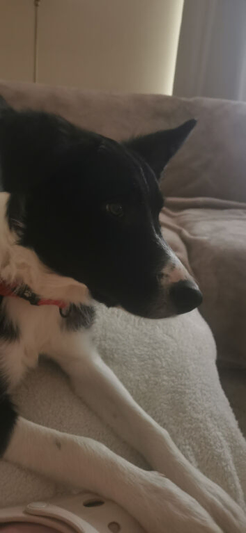 Border Collie Puppy