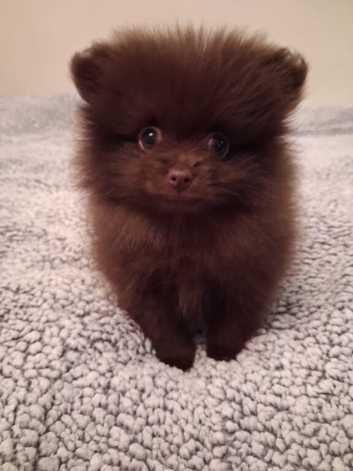 FEMALE chocolate  Pomeranin NOW READY