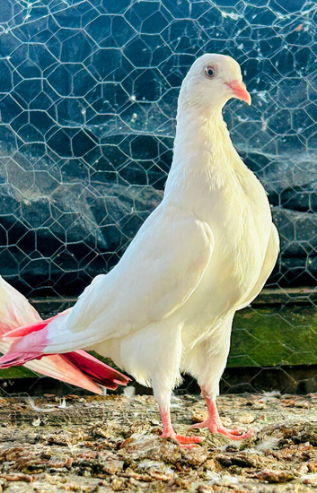 Pigeon